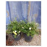 2 McKay's White potentilla