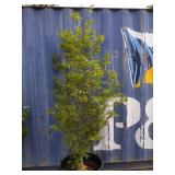 6' Fern leaf Beach tree