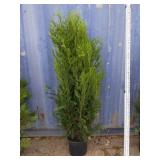 5' viresceus Western red cedar