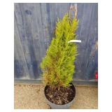 3'lemon cypress