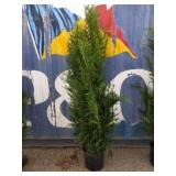 6' viresceus Western red cedar