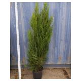 5' viresceus Western red cedar