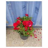 Paint the town rose bush