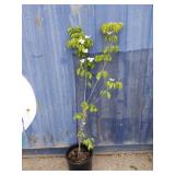 4' Chinese dogwood