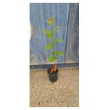2' Black tupelo sourgum