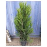 4' viresceus Western red cedar