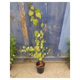 Katsura tree