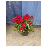 Paint the town rose bush