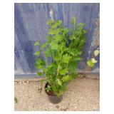 Pixweld gooseberry