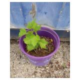Currant