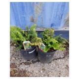 Two tassel fern
