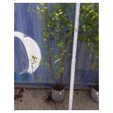 Heritage birch betula nigra cully 6ft