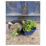 Dwarf cut mint and lemon balm