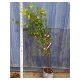 Heritage birch betula nigra cully 6ft