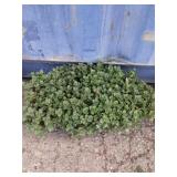 Tray of lime zinger sedum