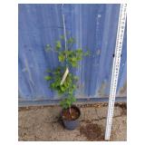 Maidenhair tree 4 ft