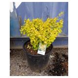 Berberis golden barberry