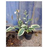 2variegated Hosta