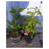 Blackberry and Raspberry