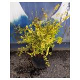 Berberis golden barberry