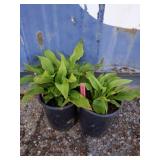 2 Queen of the sea hosta