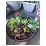 Succulents