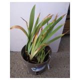 Iris 20in