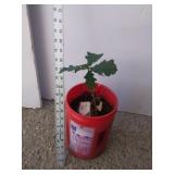 Oak Tree in Coffee tub