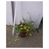 Dahlberg Daisy in watering can planter