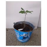 Oak tree and vintage Bud light March championship