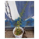 Goji berry