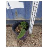 Comfrey