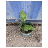 Horse radish