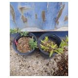 Goji berry and dwarf catmint