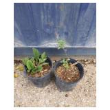 2 Dwarf mints