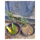 Comfrey and dwarf mint