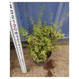 2ft Wintercreeper