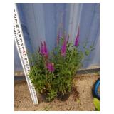 Two English lavender