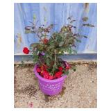 Ramblin red rose