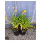 2 daylilies