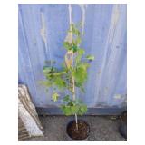3' maidenhair tree