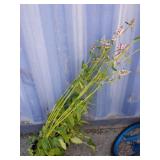2 Botanica plant
