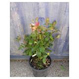 Rose bush