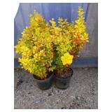 2 golden barberry