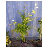 4' Japanese stewartia