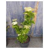 Elderberry bush