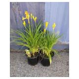 2 daylilies