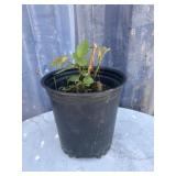 1 gallon Thornless black berry