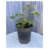 1 gallon Thornless black berry