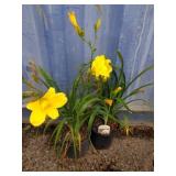 2 hemerocallis